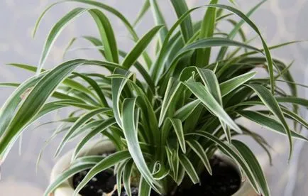 Отглеждане Chlorophytum видове, грижи, трансплантация