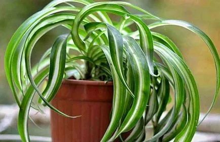 Отглеждане Chlorophytum видове, грижи, трансплантация