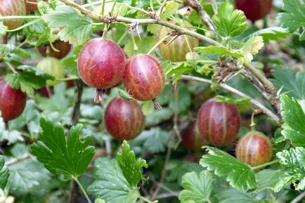 Cultivarea agrișe în grădină