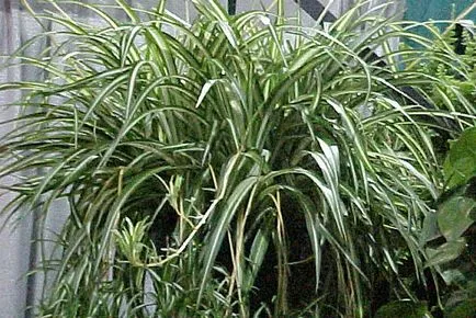 Növekvő Chlorophytum faj, gondoskodás, transzplantáció