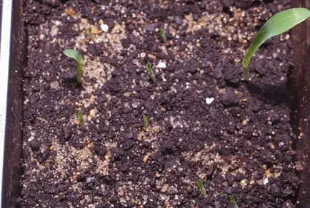 Növekvő Chlorophytum faj, gondoskodás, transzplantáció