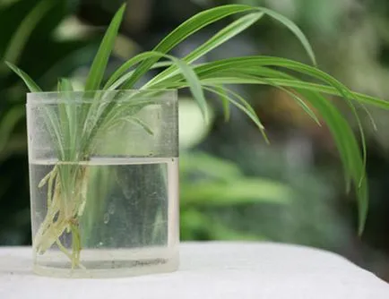 Növekvő Chlorophytum faj, gondoskodás, transzplantáció