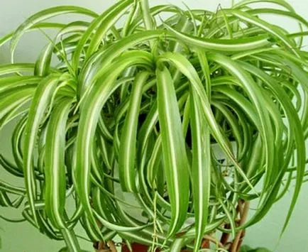 Növekvő Chlorophytum faj, gondoskodás, transzplantáció