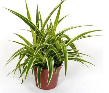 Növekvő Chlorophytum faj, gondoskodás, transzplantáció