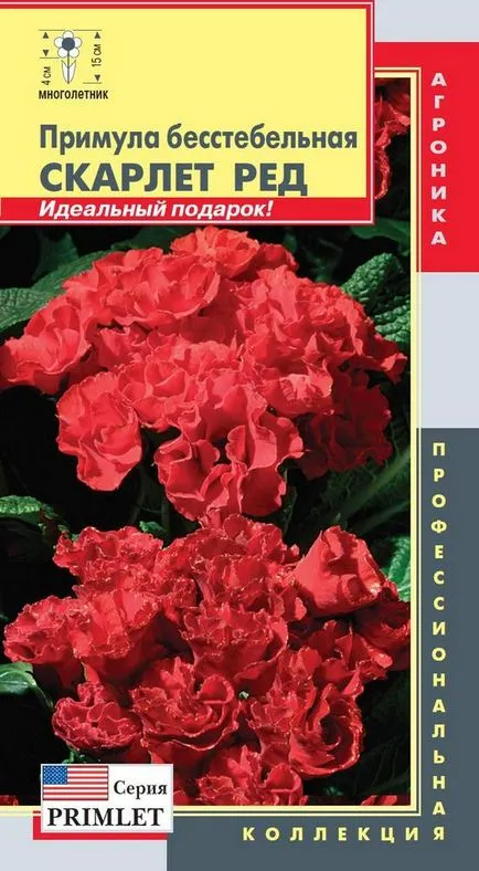 Отглеждане на Primrose semyansvoy къща в населено място