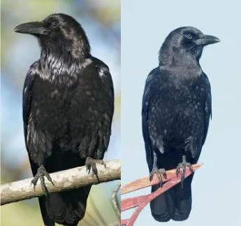 Raven și cioara diferența în aspectul și comportamentul păsărilor