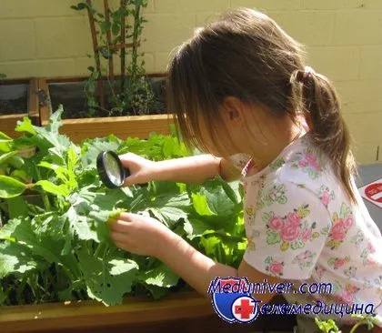 Смятате стайни растения върху здравето на бебето в цветята детските