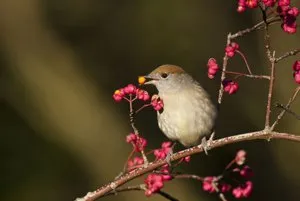 Minden a finomságokat növekvő szoba Euonymus