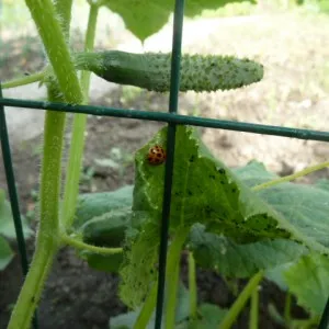 Kártevők üvegházi uborka - kerti gond nélkül