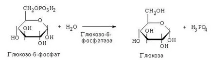 oxidarea cale secundară a glucozei asociată cu formarea de acid ascorbic și glucuronic