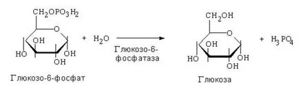 Глюкоза окисляване вторичен път, свързани с образуването на аскорбинова киселина и глюкуронова