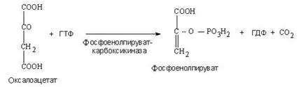 A glükóz oxidációja szekunder társított útvonal kialakulását aszkorbinsavat és glükuronsav