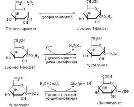 Глюкоза окисляване вторичен път, свързани с образуването на аскорбинова киселина и глюкуронова