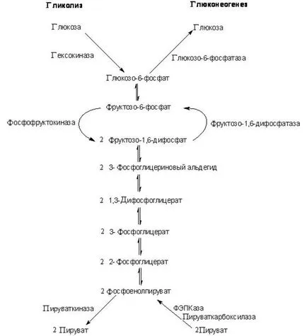 A glükóz oxidációja szekunder társított útvonal kialakulását aszkorbinsavat és glükuronsav