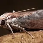 mol ruinare care a fost, și ce fel de insecte sunt, cum de a lupta împotriva dăunătorilor fluture