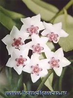Hoya Бела - вътрешни цветя и растения за