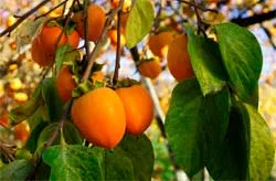 Persimmon описание, състав и употребата