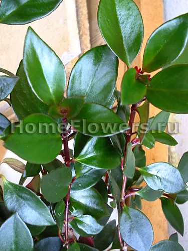 Hoya Бела - вътрешни цветя и растения за