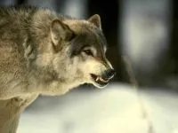 Шакал, золотий шакал, чекалкой (canis aureus), ареал шакала, опис поширення, окрас розмір (canis) Шакал, золотий шакал, чекалкой (canis aureus), ареал шакала, опис поширення, окрас розмір
