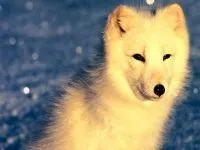 Шакал, золотий шакал, чекалкой (canis aureus), ареал шакала, опис поширення, окрас розмір (шакал) Шакал, золотий шакал, чекалкой (canis aureus), ареал шакала, опис поширення, окрас розмір