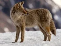 Шакал, золотий шакал, чекалкой (canis aureus), ареал шакала, опис поширення, окрас розмір (canis) Шакал, золотий шакал, чекалкой (canis aureus), ареал шакала, опис поширення, окрас розмір
