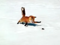Шакал, золотий шакал, чекалкой (canis aureus), ареал шакала, опис поширення, окрас розмір (золотий) Шакал, золотий шакал, чекалкой (canis aureus), ареал шакала, опис поширення, окрас розмір