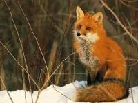Шакал, золотий шакал, чекалкой (canis aureus), ареал шакала, опис поширення, окрас розмір (canis) Шакал, золотий шакал, чекалкой (canis aureus), ареал шакала, опис поширення, окрас розмір