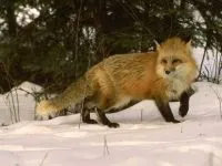 Шакал, золотий шакал, чекалкой (canis aureus), ареал шакала, опис поширення, окрас розмір (canis) Шакал, золотий шакал, чекалкой (canis aureus), ареал шакала, опис поширення, окрас розмір