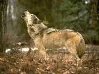 Шакал, золотий шакал, чекалкой (canis aureus), ареал шакала, опис поширення, окрас розмір (чекалкой) Шакал, золотий шакал, чекалкой (canis aureus), ареал шакала, опис поширення, окрас розмір