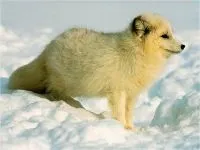 Шакал, золотий шакал, чекалкой (canis aureus), ареал шакала, опис поширення, окрас розмір (canis) Шакал, золотий шакал, чекалкой (canis aureus), ареал шакала, опис поширення, окрас розмір
