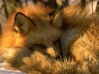 Шакал, золотий шакал, чекалкой (canis aureus), ареал шакала, опис поширення, окрас розмір (canis) Шакал, золотий шакал, чекалкой (canis aureus), ареал шакала, опис поширення, окрас розмір