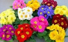 Насіння кімнатних квітів - виростити в домашніх умовах, які квіти вирощують (домашніх) Насіння кімнатних квітів - виростити в домашніх умовах, які квіти вирощують