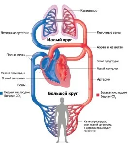 Серце і кола кровообігу у людини (людини) Серце і кола кровообігу у людини