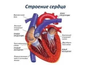 Серце і кола кровообігу у людини (кровообігу) Серце і кола кровообігу у людини