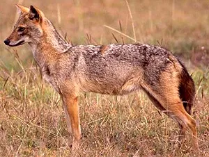 Шакал, золотий шакал, чекалкой (canis aureus), ареал шакала, опис поширення, окрас розмір (шакал) Шакал, золотий шакал, чекалкой (canis aureus), ареал шакала, опис поширення, окрас розмір