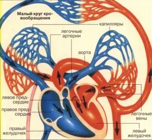 Серце і кола кровообігу у людини (кола) Серце і кола кровообігу у людини