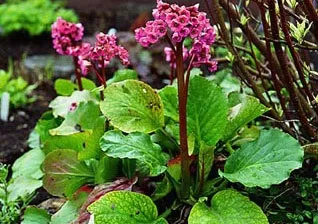 Серозоцеле - лікування народними засобами (лікування) Серозоцеле - лікування народними засобами