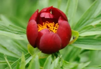 Серозоцеле - лікування народними засобами (засобами) Серозоцеле - лікування народними засобами