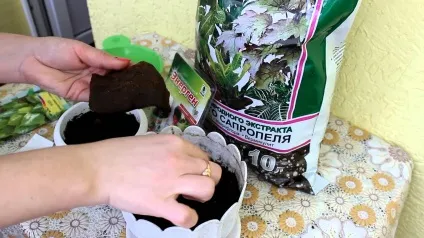 Насіння кімнатних квітів - виростити в домашніх умовах, які квіти вирощують (насіння) Насіння кімнатних квітів - виростити в домашніх умовах, які квіти вирощують