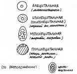 Ovum на овоцити, женски пол - това е това, което е, определението на стойност, доклад, есе,