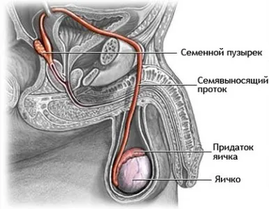 Testicule în structura masculi, funcție, patologie și dimensiunea normală