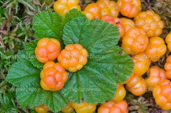 Berry cloudberry cloudberry képet, mint hasznos, két narancs