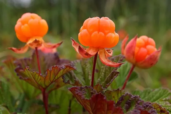 Berry cloudberry cloudberry képet, mint hasznos, két narancs