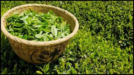 A zöld tea szól az ősi ital, hogyan kell választani