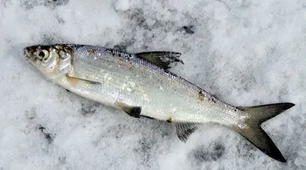 Téli halászat Peled