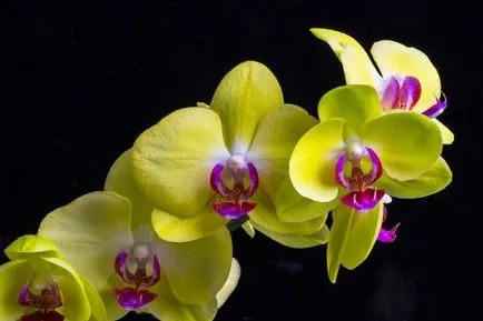 Sárga orchidea - egy szimbólum, amit csokor sárga orchideával