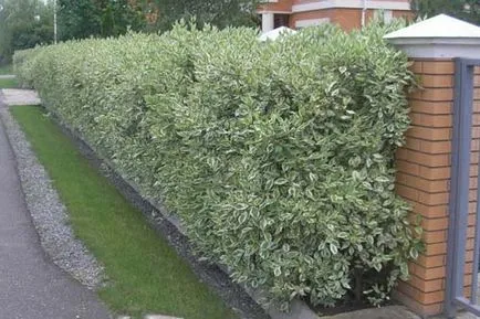 Hedge Derain fehér és más fajták leszállás jellemzők és gondozás