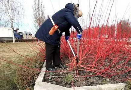 Hedge Derain fehér és más fajták leszállás jellemzők és gondozás