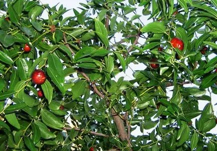 Jujube (data Chineză)