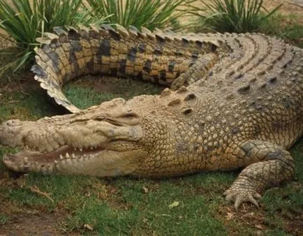 описание крокодил животните